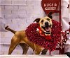 adoptable Dog in tallahassee, FL named SASSY