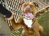 adoptable Dog in tallahassee, FL named BACCA