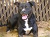 adoptable Dog in tallahassee, FL named JADA