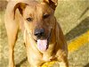 adoptable Dog in tallahassee, FL named KANYE