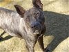 adoptable Dog in tallahassee, FL named AYA