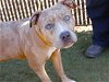 adoptable Dog in tallahassee, FL named HARLEM