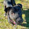 adoptable Dog in tallahassee, FL named JAZZY