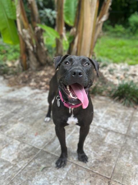 adoptable Dog in Tallahassee, FL named JAZZY