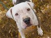 adoptable Dog in tallahassee, FL named DEBO