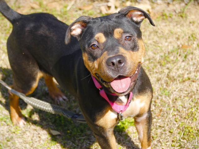 adoptable Dog in Tallahassee, FL named CARLA