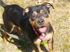 adoptable Dog in tallahassee, fl, FL named CARLA