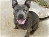 adoptable Dog in tallahassee, FL named PRADA