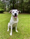 adoptable Dog in tallahassee, FL named BRIAN
