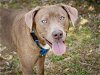 adoptable Dog in tallahassee, FL named DRAMA