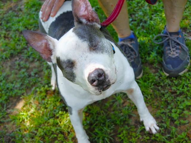 adoptable Dog in Tallahassee, FL named NALA