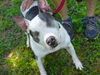 adoptable Dog in  named NALA