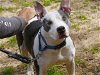 adoptable Dog in tallahassee, FL named NALA