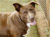 adoptable Dog in tallahassee, fl, FL named COCO