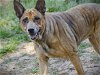 adoptable Dog in tallahassee, FL named SOOKIE