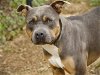 adoptable Dog in tallahassee, FL named BO DUKE