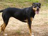 adoptable Dog in tallahassee, FL named TSUNADE