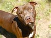 adoptable Dog in tallahassee, fl, FL named CORBIN