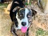 adoptable Dog in tallahassee, FL named SIMON