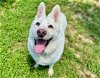adoptable Dog in tallahassee, FL named SNOWBALL