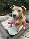 adoptable Dog in tallahassee, FL named HONEY