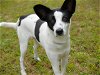 adoptable Dog in tallahassee, FL named MEERKAT