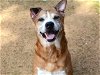 adoptable Dog in tallahassee, FL named RICO