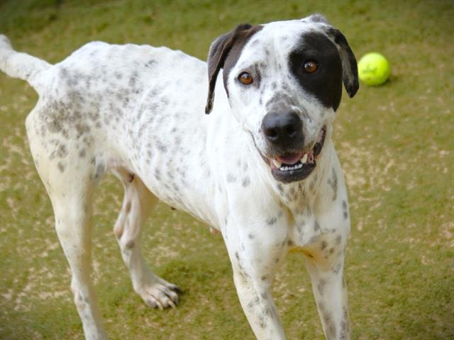 adoptable Dog in Tallahassee, FL named CIRCLE