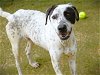 adoptable Dog in tallahassee, fl, FL named CIRCLE
