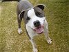 adoptable Dog in tallahassee, FL named MOJO