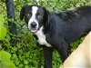 adoptable Dog in tallahassee, fl, FL named COURAGE