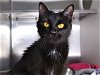 adoptable Cat in tallahassee, FL named ANNA MAE