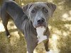 adoptable Dog in tallahassee, FL named PRINCESS