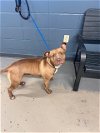 adoptable Dog in tallahassee, FL named BETTY