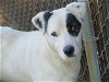 adoptable Dog in tallahassee, FL named DOTTIE