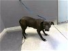 adoptable Dog in tallahassee, FL named BETTY