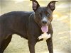 adoptable Dog in tallahassee, FL named ION