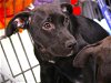 adoptable Dog in tallahassee, FL named HONKYTONK