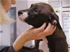 adoptable Dog in tallahassee, FL named BADONK