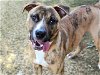 adoptable Dog in tallahassee, FL named HOPPER