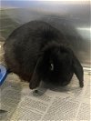 adoptable Rabbit in tallahassee, fl, FL named BONNIE