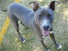 adoptable Dog in tallahassee, FL named BARRON