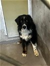 adoptable Dog in tallahassee, FL named BEAR