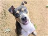 adoptable Dog in tallahassee, FL named ANGELICA