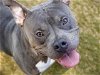 adoptable Dog in tallahassee, FL named ZULU