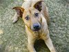 adoptable Dog in tallahassee, FL named QUIMBY