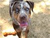 adoptable Dog in tallahassee, FL named ELLA
