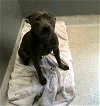 adoptable Dog in tallahassee, FL named A207121