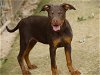 adoptable Dog in tallahassee, FL named MARA