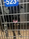 adoptable Dog in tallahassee, FL named HODGES